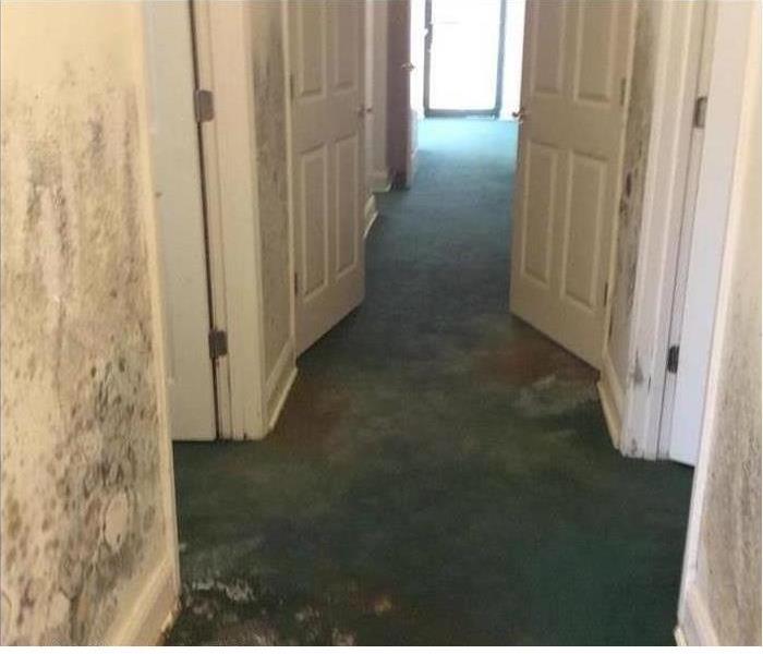 moldy walls and green carpet in vacant house